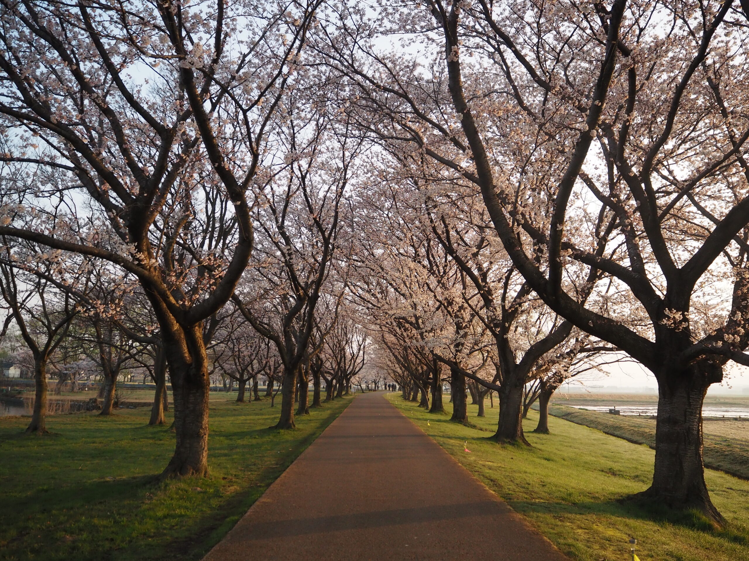 Best of Komatsu Sakura: A Preview | EXPLORE KOMATSU